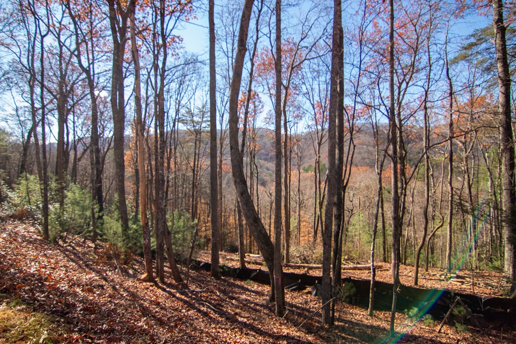 5 Clay's Way Cherry Log, GA 30522 - Photo 3 of 13 a view of outdoor space with lots of trees