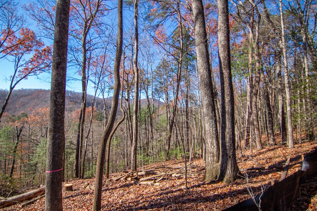 5 Clay's Way Cherry Log, GA 30522 - Photo 5 of 13 a view of a backyard of the house