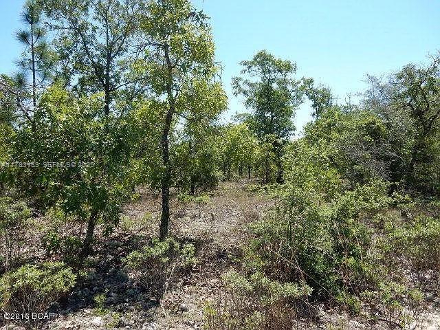 a view of a forest with trees in the background