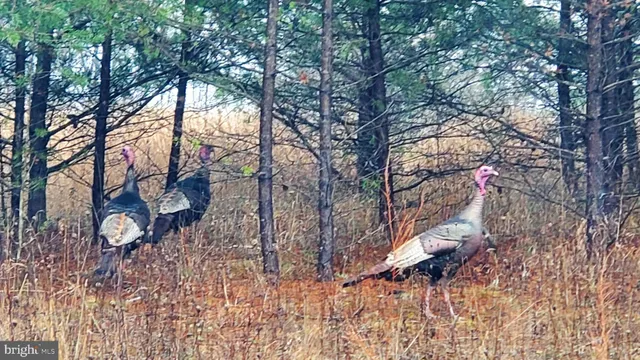 $20,000 | 16326 Laurelhurst Boulevard, Cumberland, MD 21502