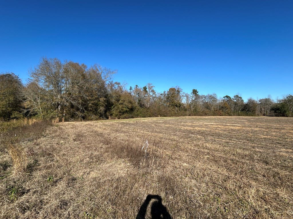 5.296-ac 5.296-ac Road Cottonwood, AL 36320 - Photo 17 of 21