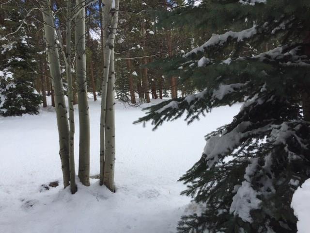 1977 Soda Ridge Road, Unit 1171 Keystone, CO 80435 - Photo 21 of 21 a view of a house with a tree