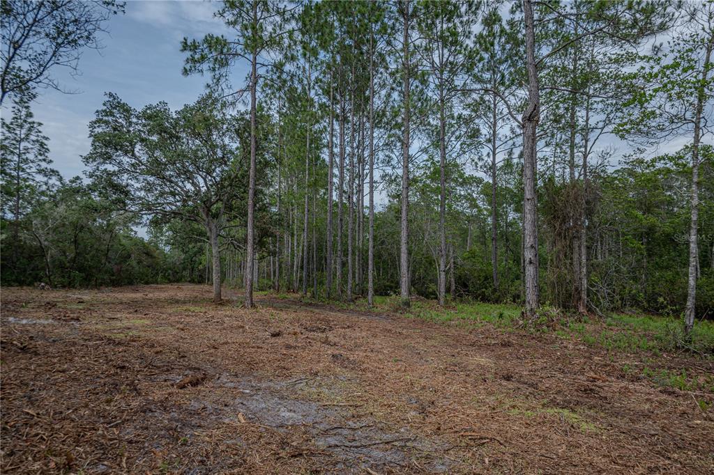 Northeast 150th Avenue Road Fort McCoy, FL 32134 - Photo 41 of 48 Gallery Image 41