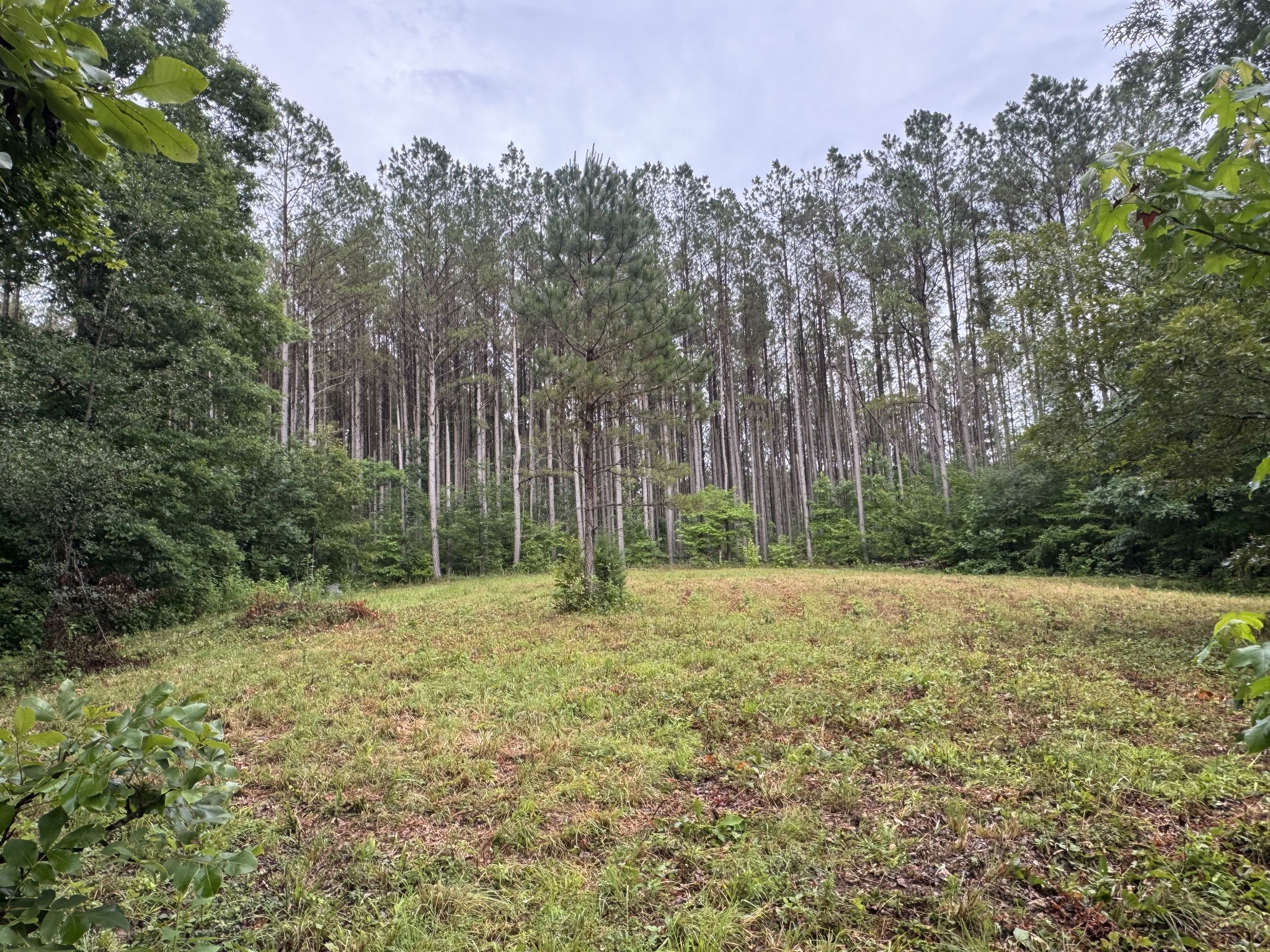 0 Johnson Hollow Road Stewart, TN 37175 - Photo 5 of 10