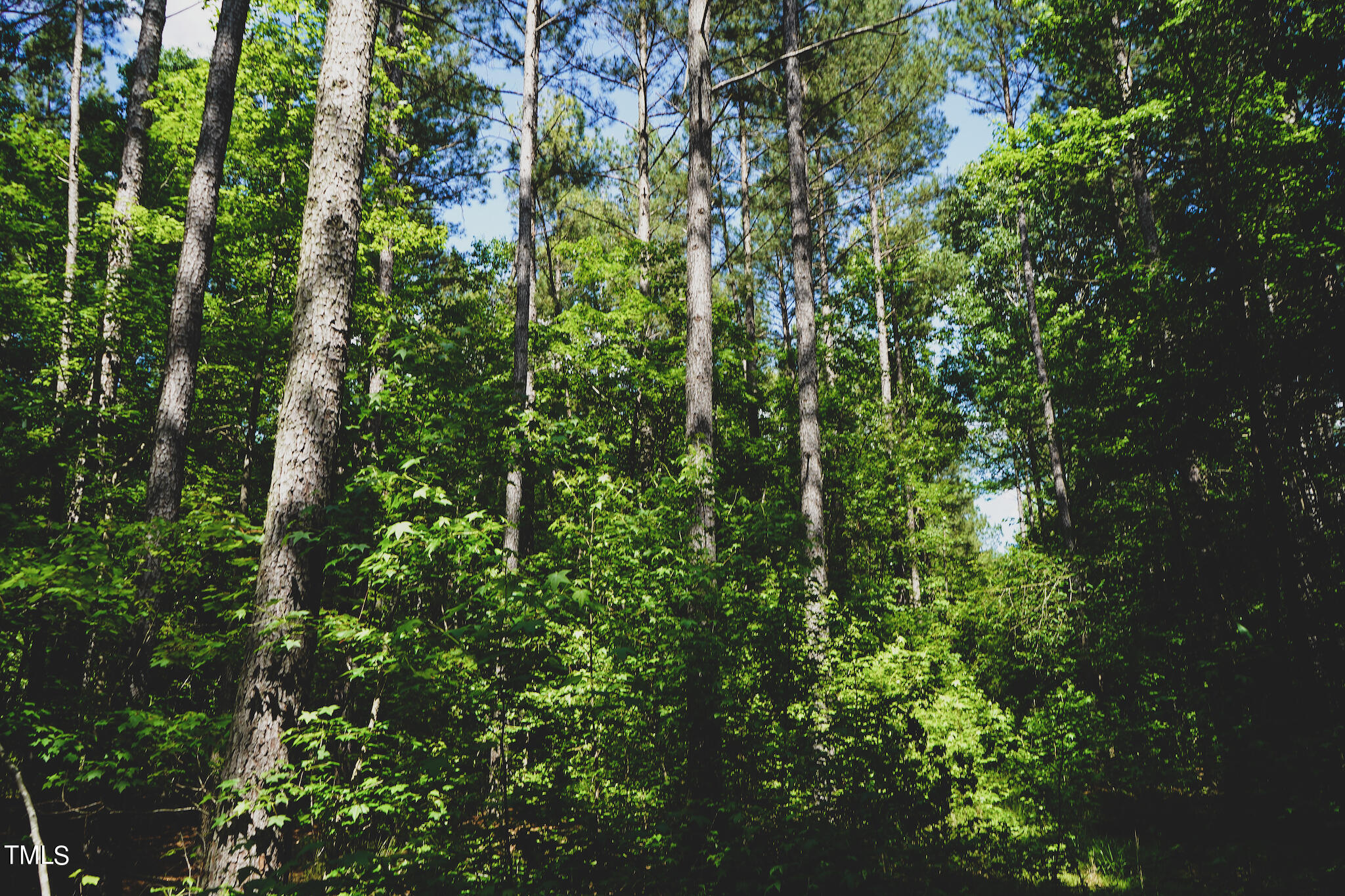 111-acres Hobgood Road Rougemont, NC 27572 - Photo 46 of 65 46