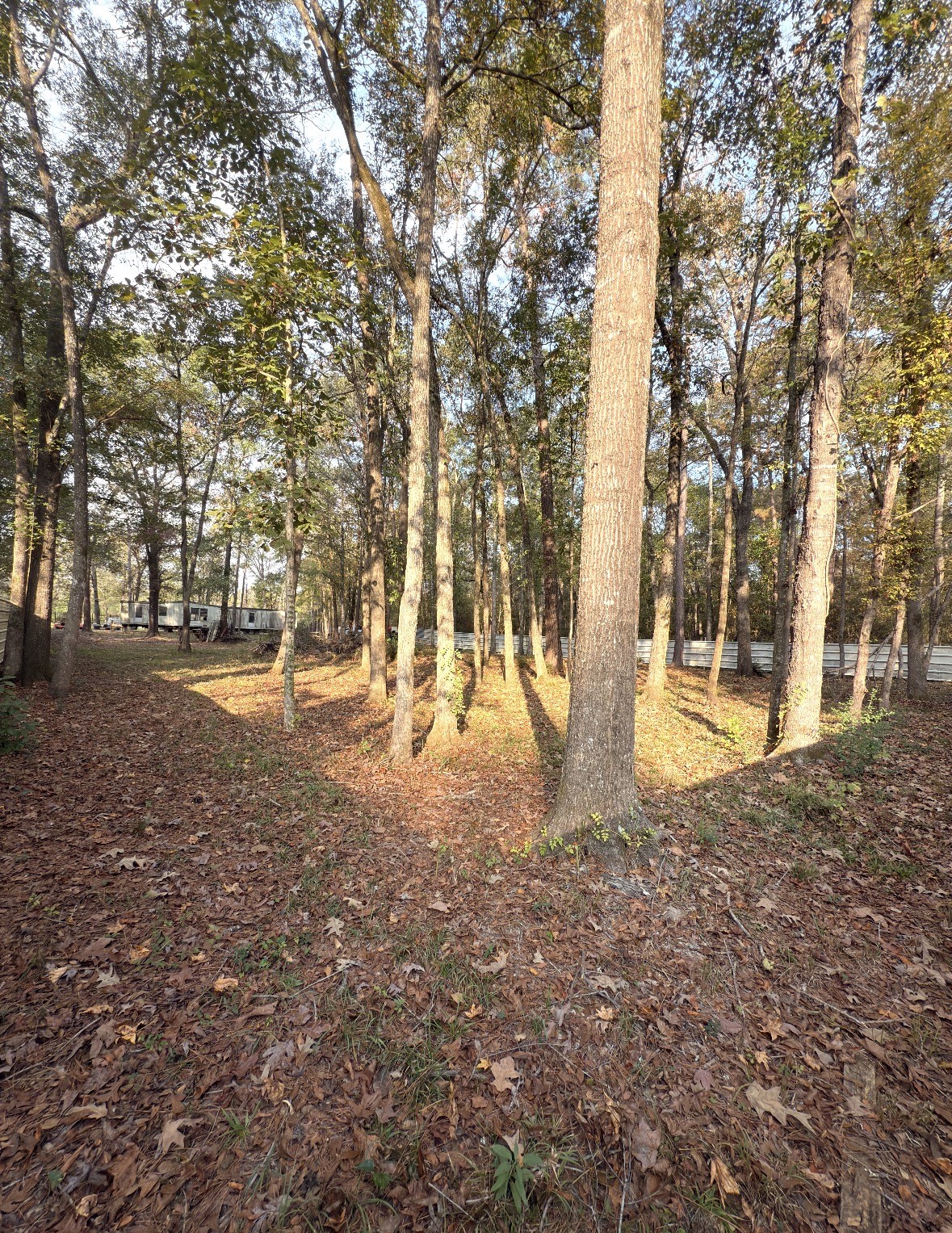 256 County Road 2146 Cleveland, TX 77327 - Photo 6 of 6 a view of yard