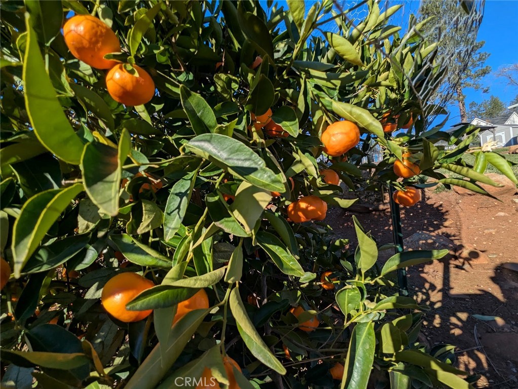 1658 Jaramillo Lane Paradise, CA 95969 - Photo 52 of 54 a view of a tree