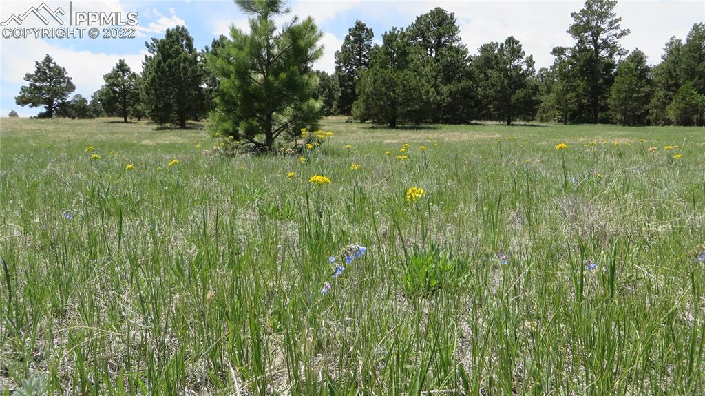 Undisclosed Address Elbert, CO 80106 - Photo 11 of 37 a yard with large trees