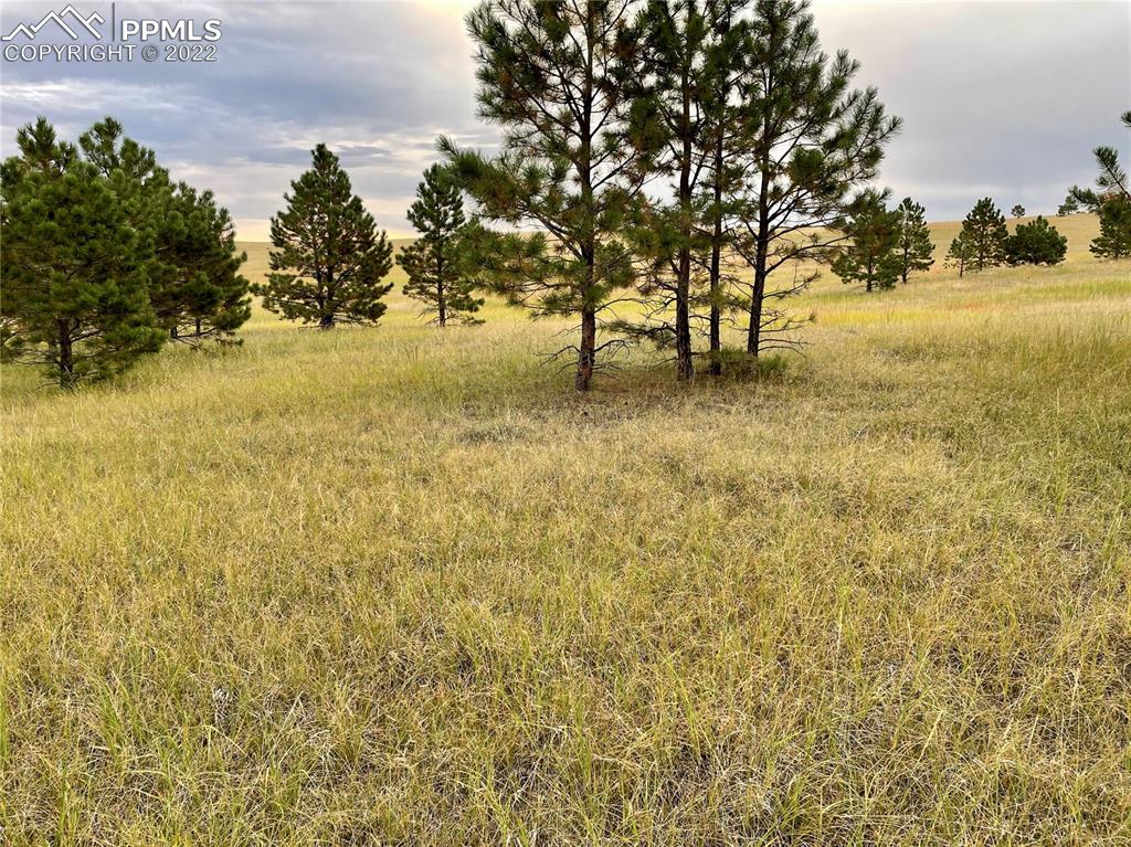 Undisclosed Address Elbert, CO 80106 - Photo 19 of 37 a view of yard with trees