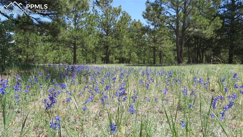 Undisclosed Address Elbert, CO 80106 - Photo 2 of 37 a view of small garden