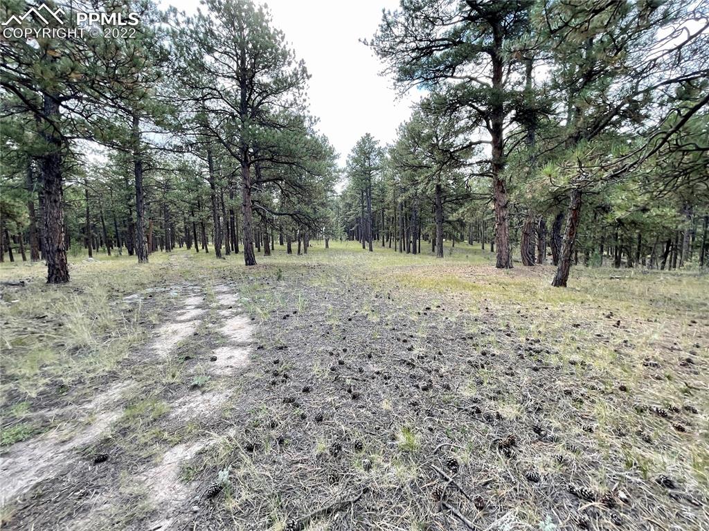 Undisclosed Address Elbert, CO 80106 - Photo 25 of 37 a view of dirt road and trees