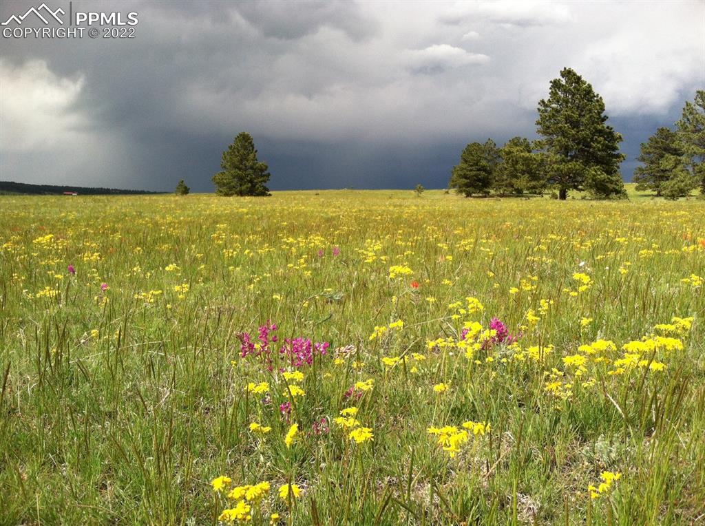 Undisclosed Address Elbert, CO 80106 - Photo 7 of 37 a view of an outdoor space and a yard