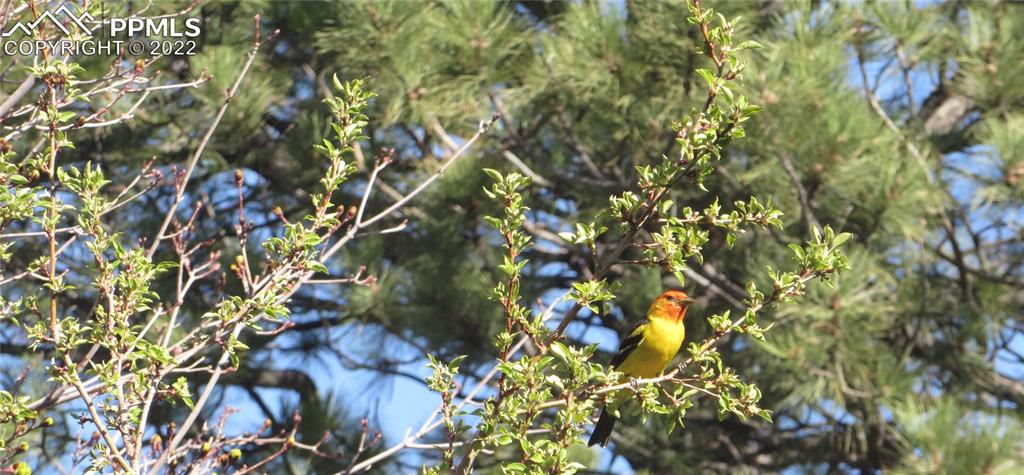 Undisclosed Address Elbert, CO 80106 - Photo 8 of 37 a picture of tree