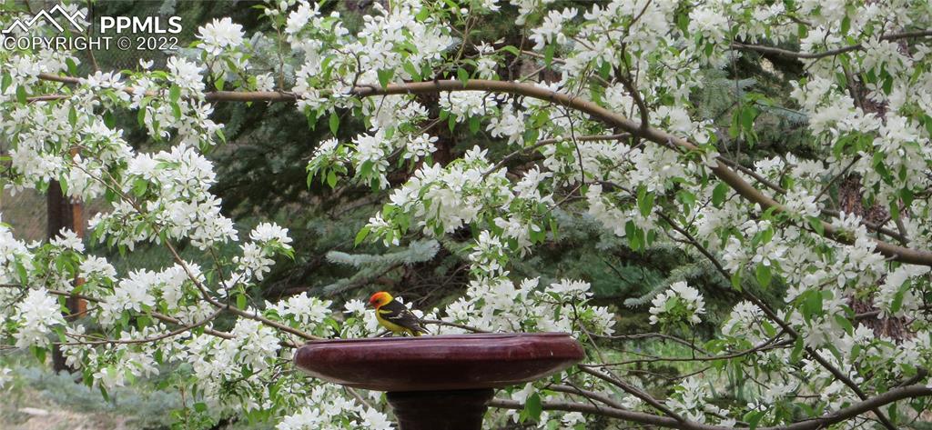 Undisclosed Address Elbert, CO 80106 - Photo 9 of 37 a view of a garden