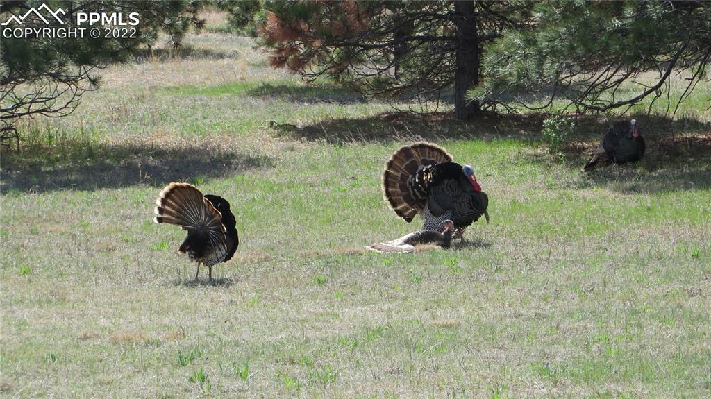 Undisclosed Address Elbert, CO 80106 - Photo 10 of 37