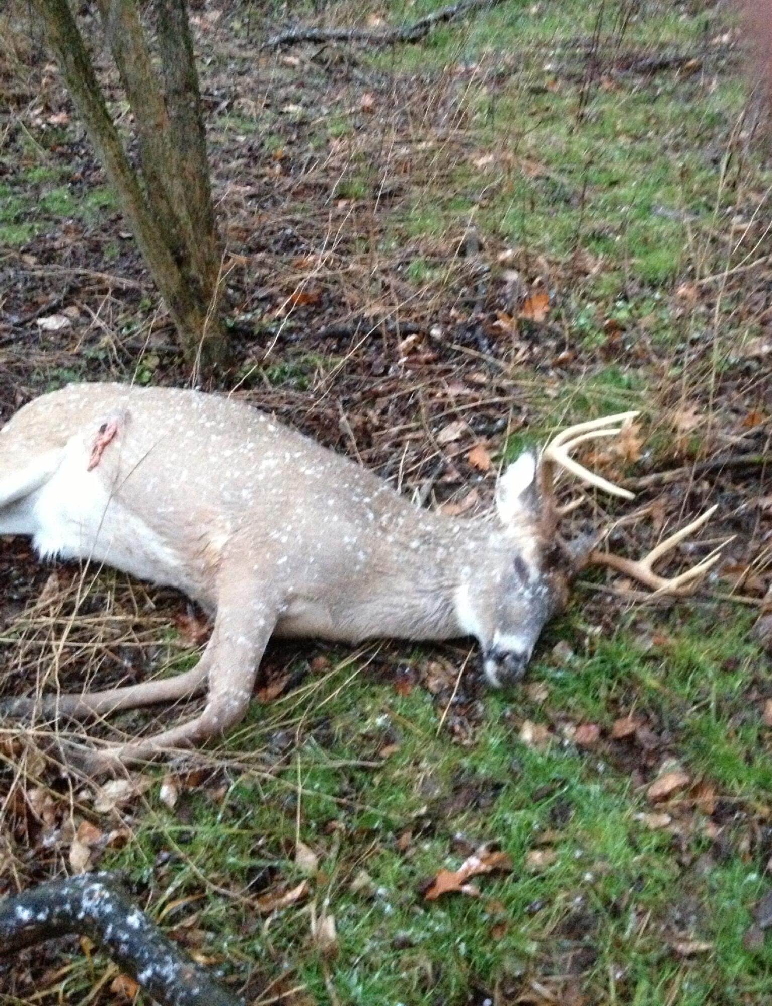 13399 Wing Road Bellevue, MI 49021 - Photo 77 of 77 Deer 2