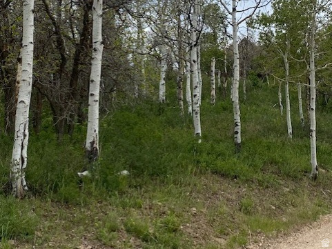 2604 South Forest Meadow Road, Unit C82 Coalville, UT 84017 - Photo 2 of 27 Wooded lot featuring mature aspen trees and varied foliage