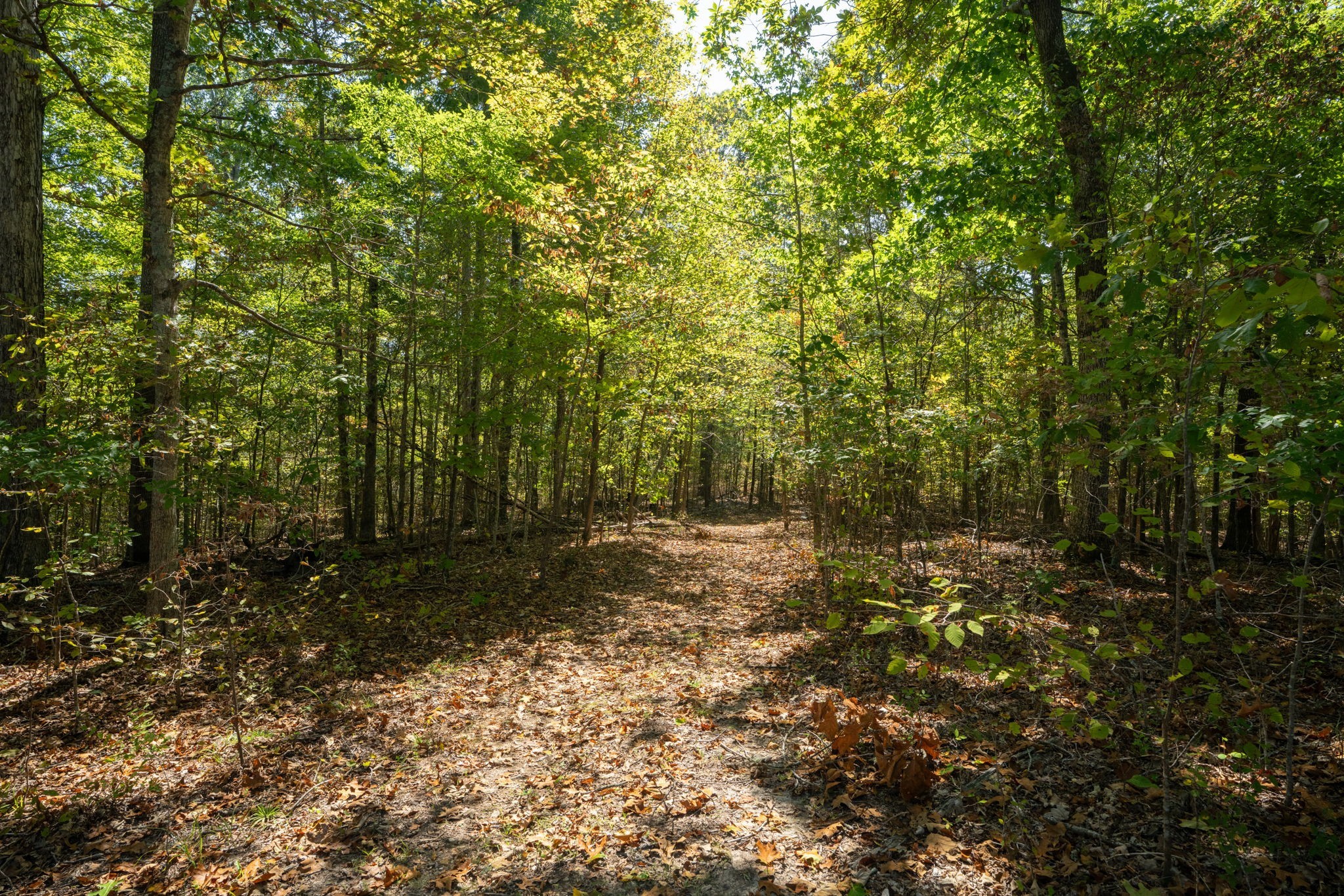0 Lock E Road Cadiz, KY 42211 - Photo 46 of 88 a view of a forest with trees in the background