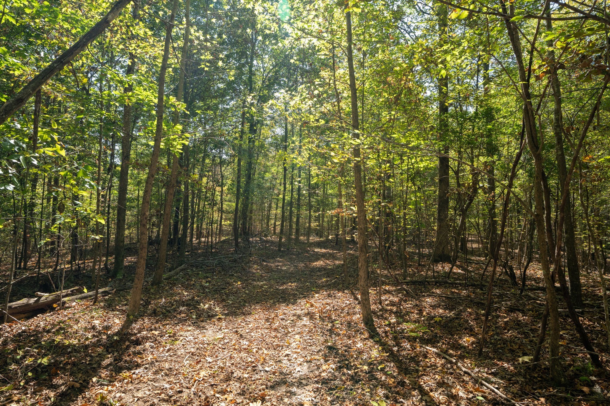 0 Lock E Road Cadiz, KY 42211 - Photo 47 of 88 a view of a forest with trees in the background