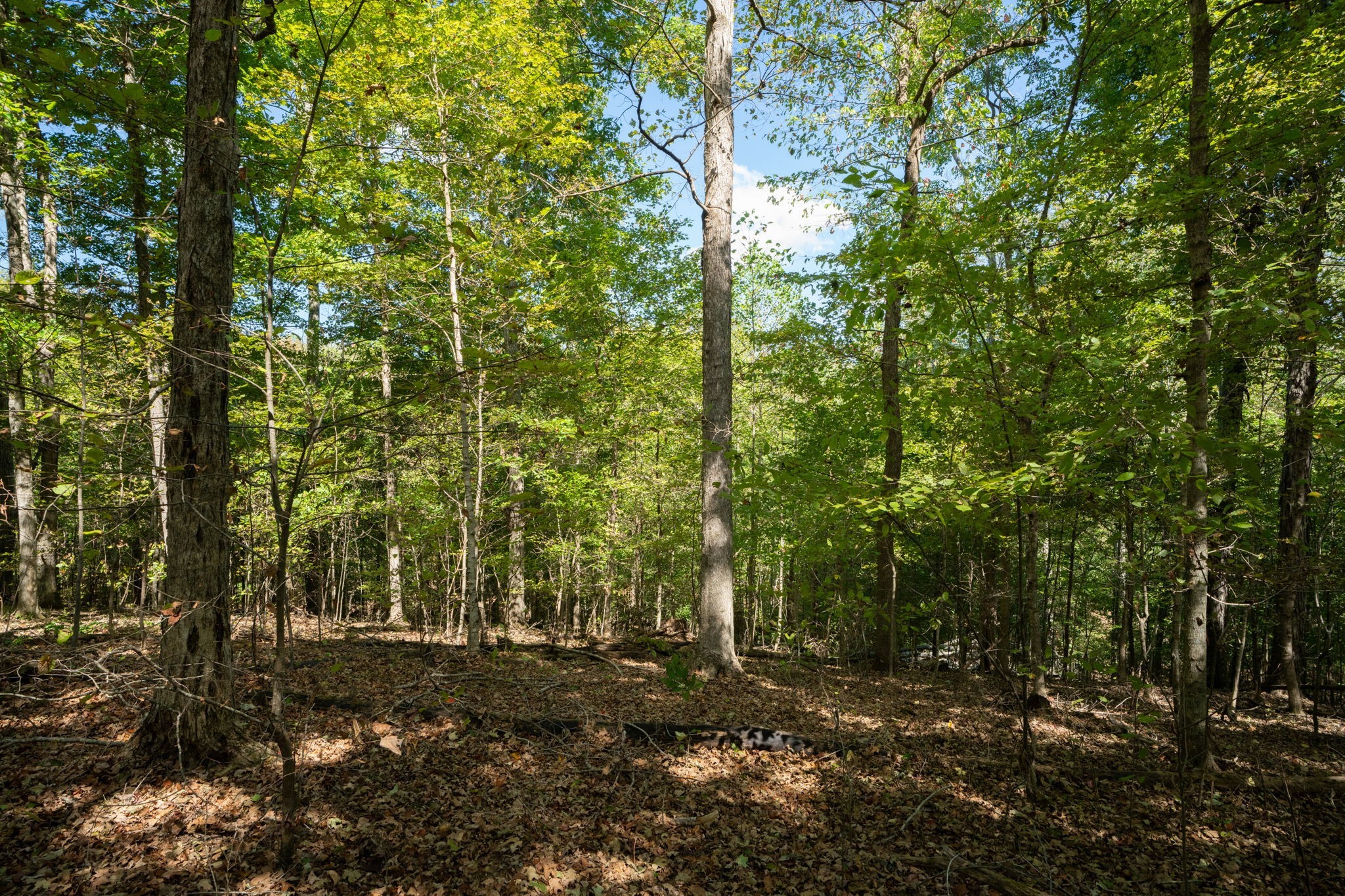 0 Lock E Road Cadiz, KY 42211 - Photo 49 of 88 a view of a forest with trees in the background