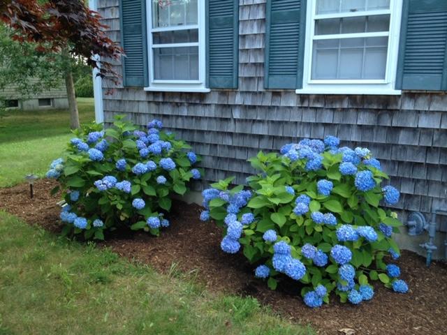 Hydrangeas in Bloom
