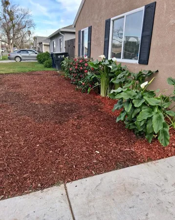 a view of a backyard with plants