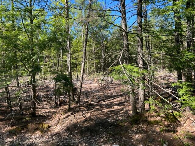 Tbd Bush Row Road Denmark, ME 04022 - Photo 4 of 4 Land 2