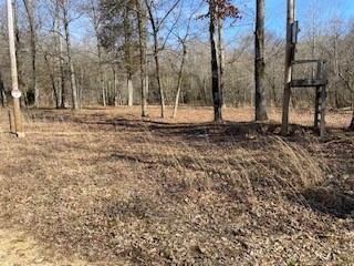 534 Tablerock Road Hohenwald, TN 38462 - Photo 5 of 9 Gallery Image 5