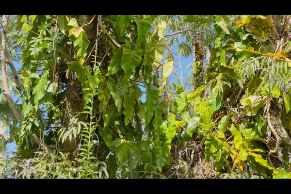 $115,000 | 1201 13th Avenue, Keaau, HI 96749