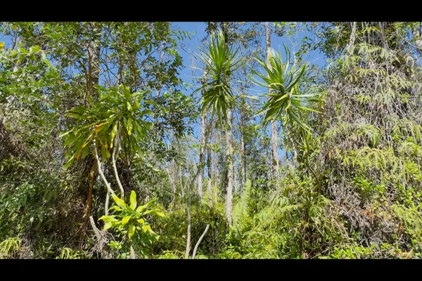 $115,000 | 1201 13th Avenue, Keaau, HI 96749