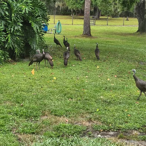 $415,000 | 38550 Ilex Trail, Eustis, FL 32736