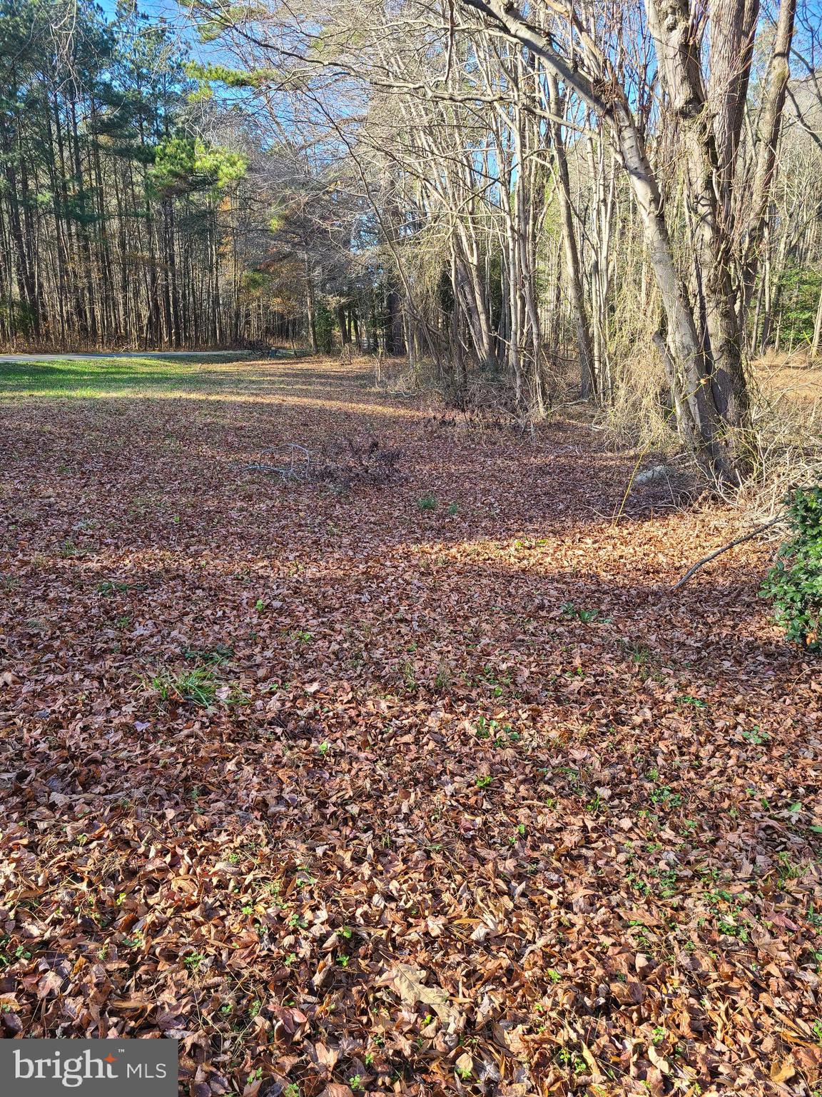 4722 Centennial Road Vienna, MD 21869 - Photo 29 of 41 Wooded behind house