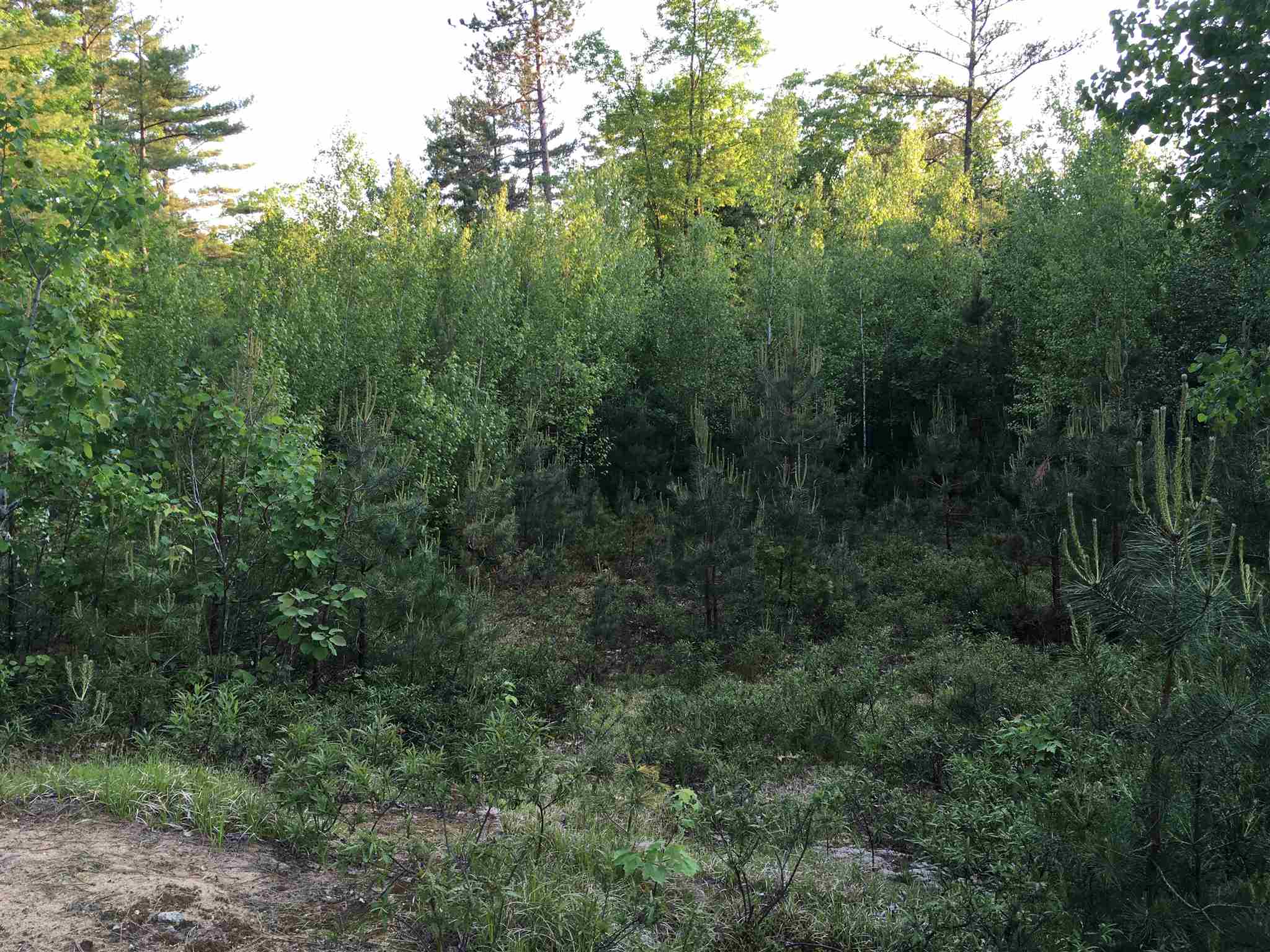 0 Jefferson Road, Unit LOT #11 Center Conway, NH 03813 - Photo 2 of 3