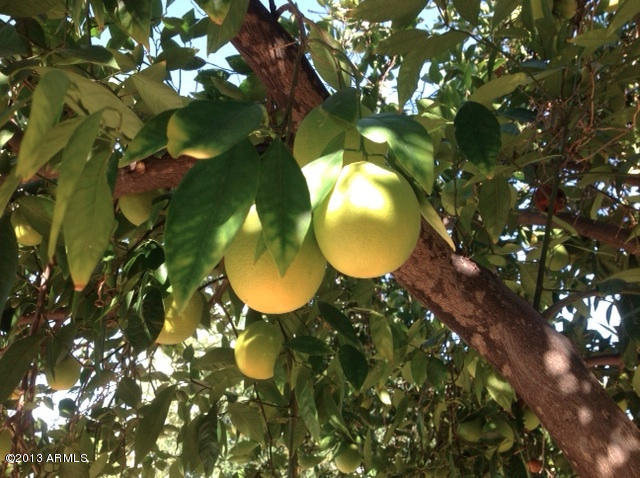 4308 East Hearn Road Phoenix, AZ 85032 - Photo 24 of 27 4308 E Hearn Citrus Tree