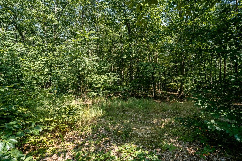 1139 Johnson Road Mineral, VA 23117 - Photo 30 of 33 a view of a lush green forest with large trees