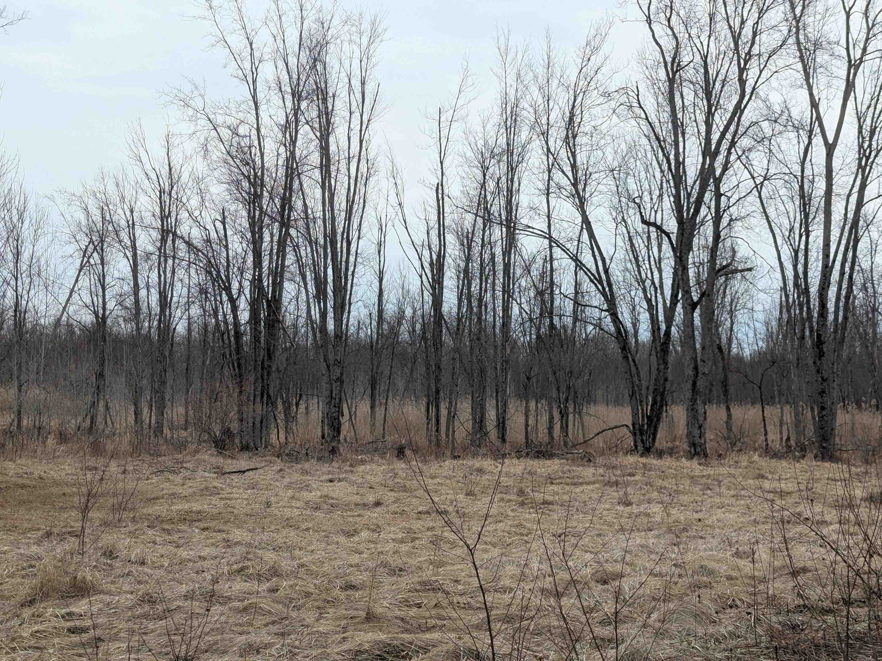 4438 Reynolds Road Turner, MI 48765 - Photo 37 of 40