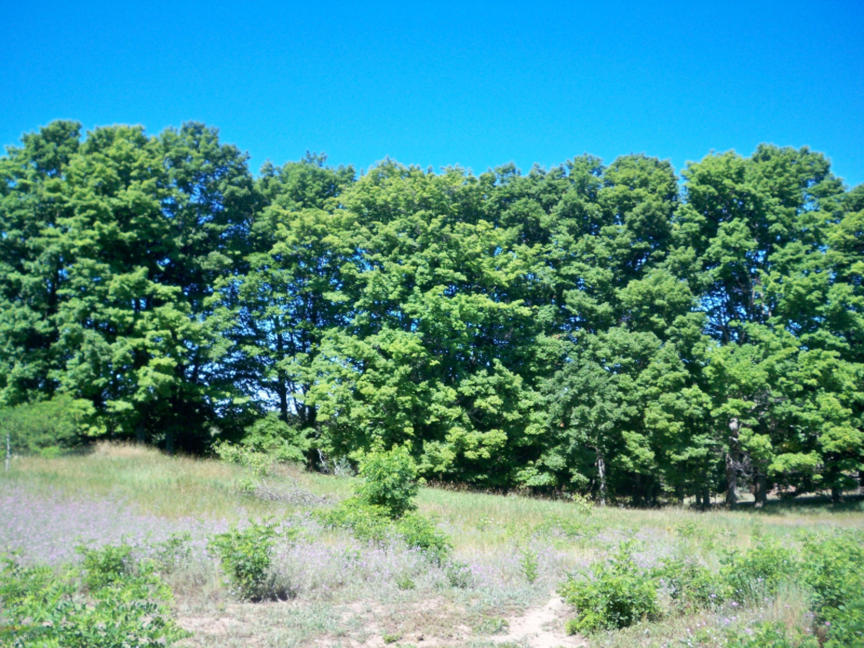 1675 South Darr Road Scottville, MI 49454 - Photo 30 of 31 beautiful wooded 10
