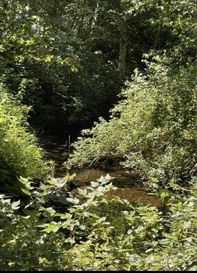 0 Sauk Road Concrete, WA 98237 - Photo 6 of 10 a view of a tree