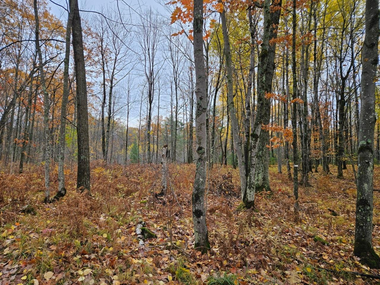 3536 North Rifle Road Rhinelander, WI 54501 - Photo 40 of 43 Gallery Image 40