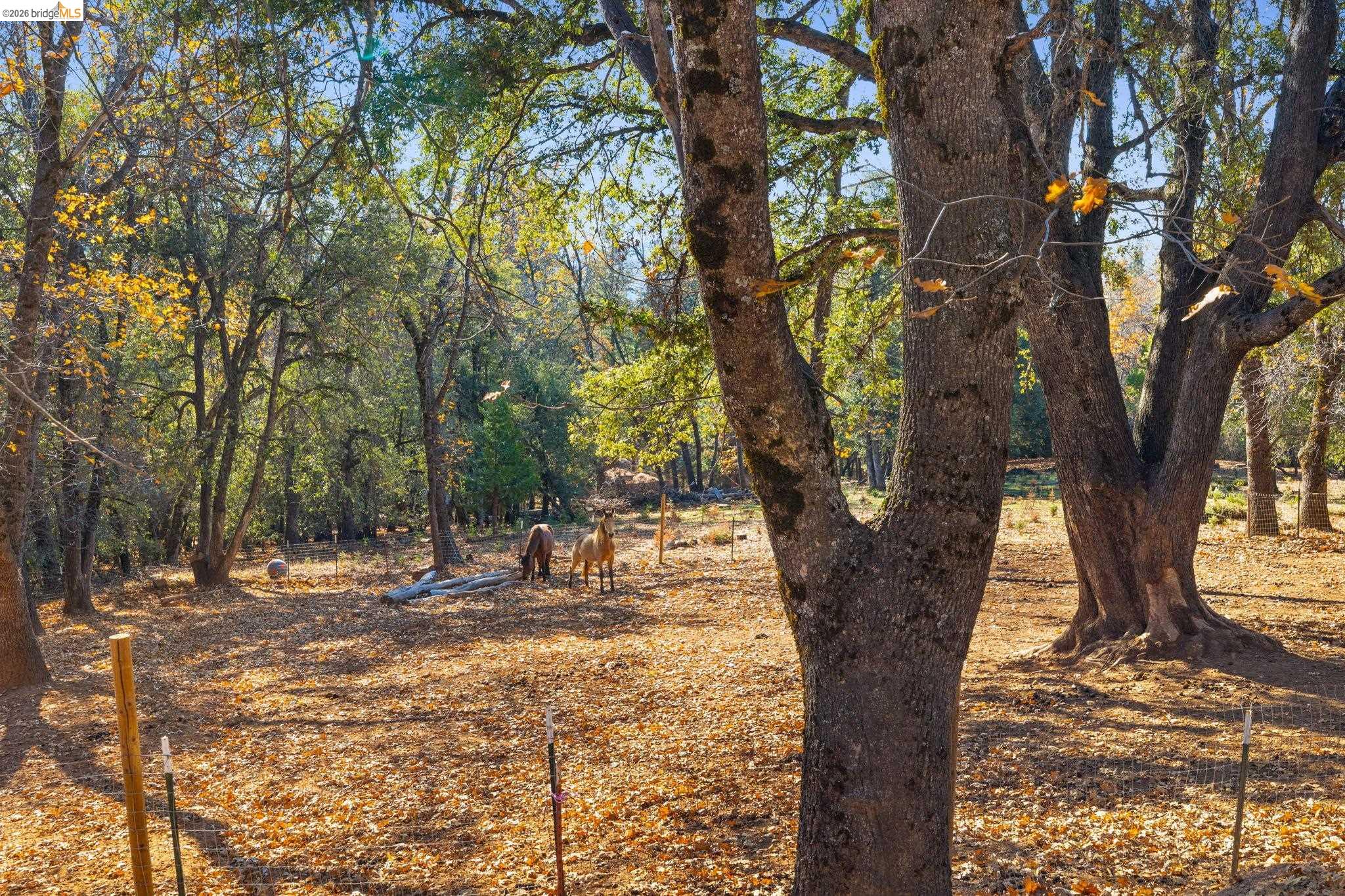 16144 Big Hill Road Sonora, CA 95370 - Photo 43 of 51 Expansive wooded property featuring mature trees and a ground cover of fallen leaves