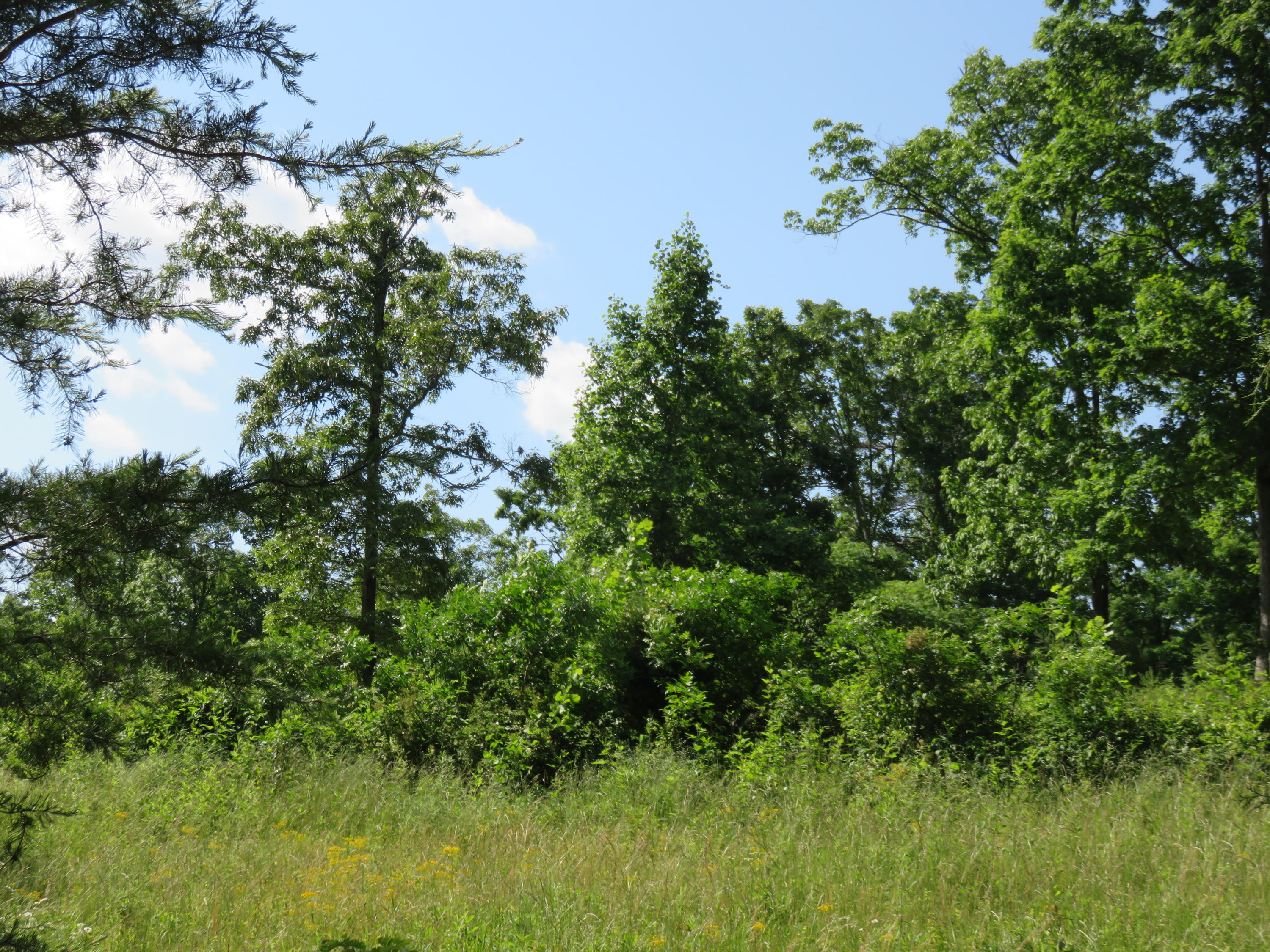 Lot #2 Humphrey's Road Philadelphia, TN 37846 - Photo 6 of 7 IMG_3933