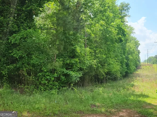a view of a lush green space