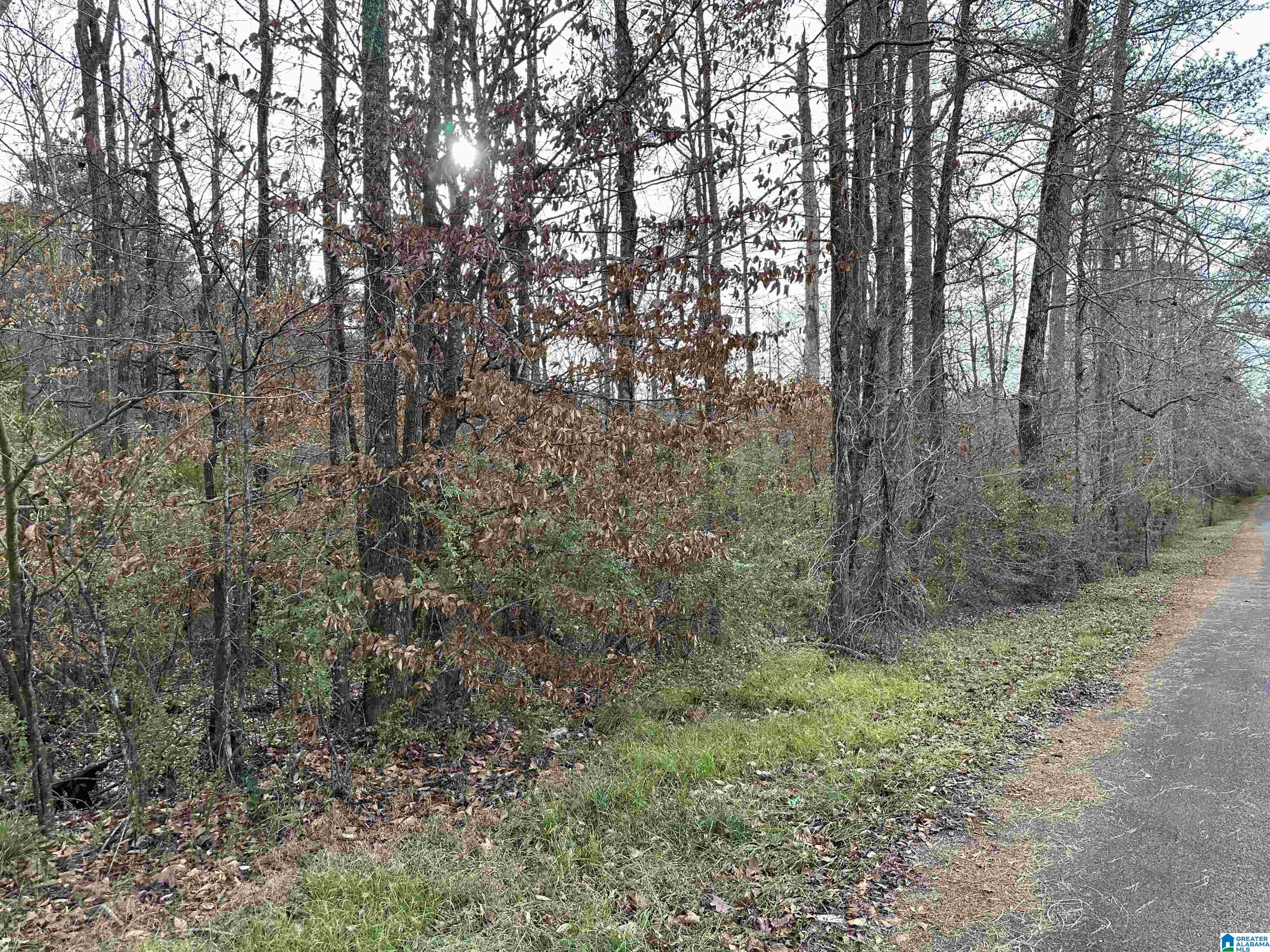 166 Warrior Robbins Road, Unit 6 4 ACRES Warrior, AL 35180 - Photo 13 of 17