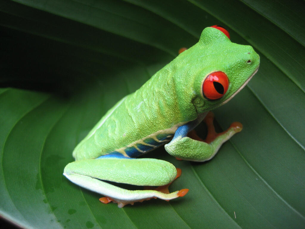Lot #6 Pine Grove Road Greene, ME 04236 - Photo 1 of 1 Costa Rican Frog