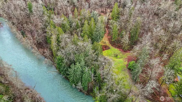 a plant with lots of trees