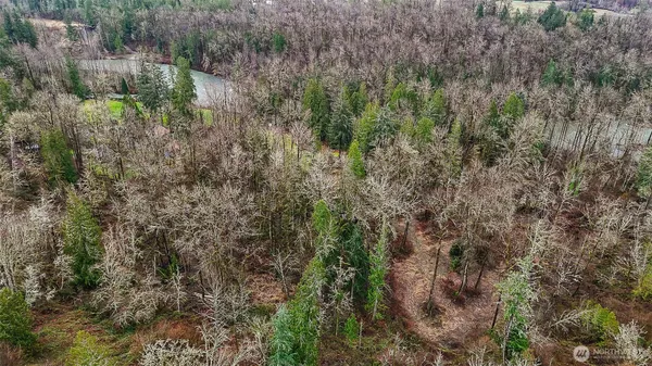 a view of a forest with a tree