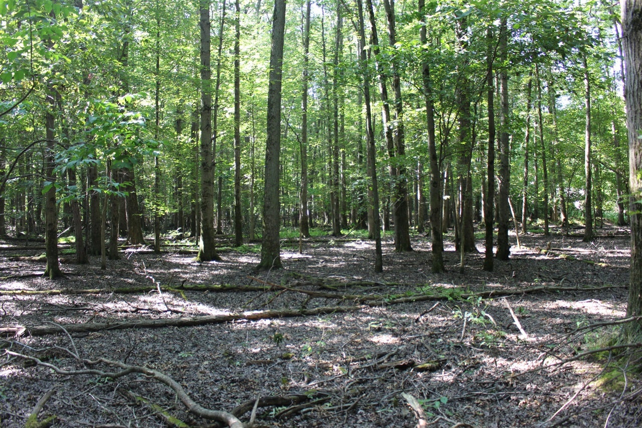 4.26 A Madsen Road Birch Run, MI 48415 - Photo 22 of 24 Gallery Image 22