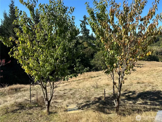 a view of a dry yard with wooden fence