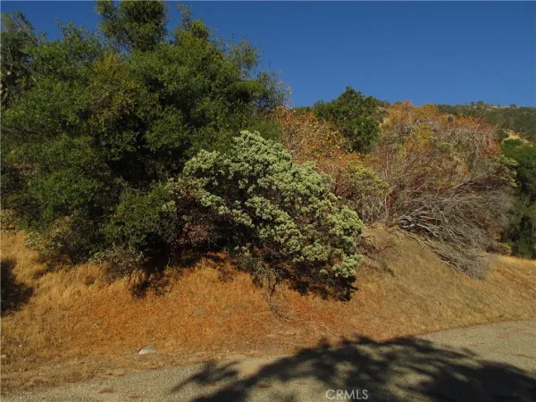 a view of a yard with plants