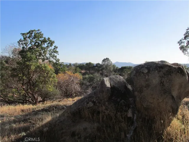 a view of a dry yard with trees